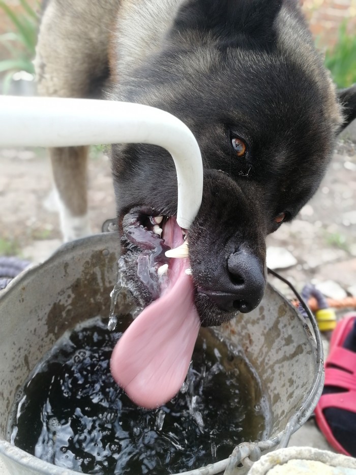 Thirst - American Akita, Thirst, My, Dog