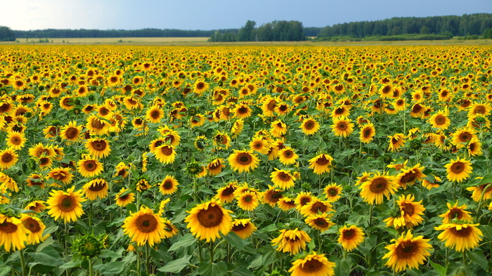 Omsk farmers have grown the highest oilseed sunflower in the world - Сельское хозяйство, The science, Omsk, Sunflower, Plant growing