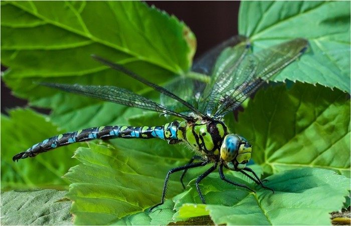 From the life of insects 4 - Insects, Dragonfly, Informative