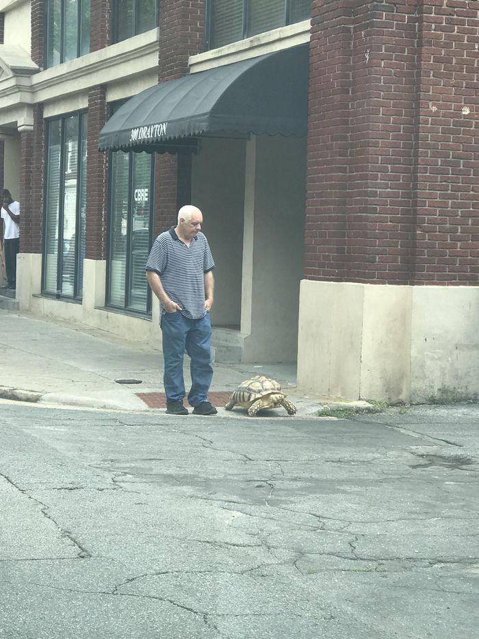 Walking your pet - Turtle, Person, Walk, From the network
