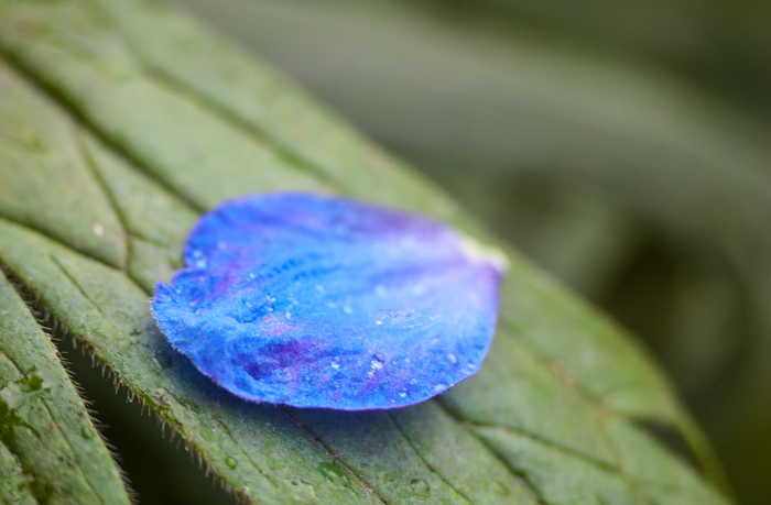 Капли росы и "космический" лепесток. макро, Природа, nikon D40, роса, фотография, хочу критики, длиннопост