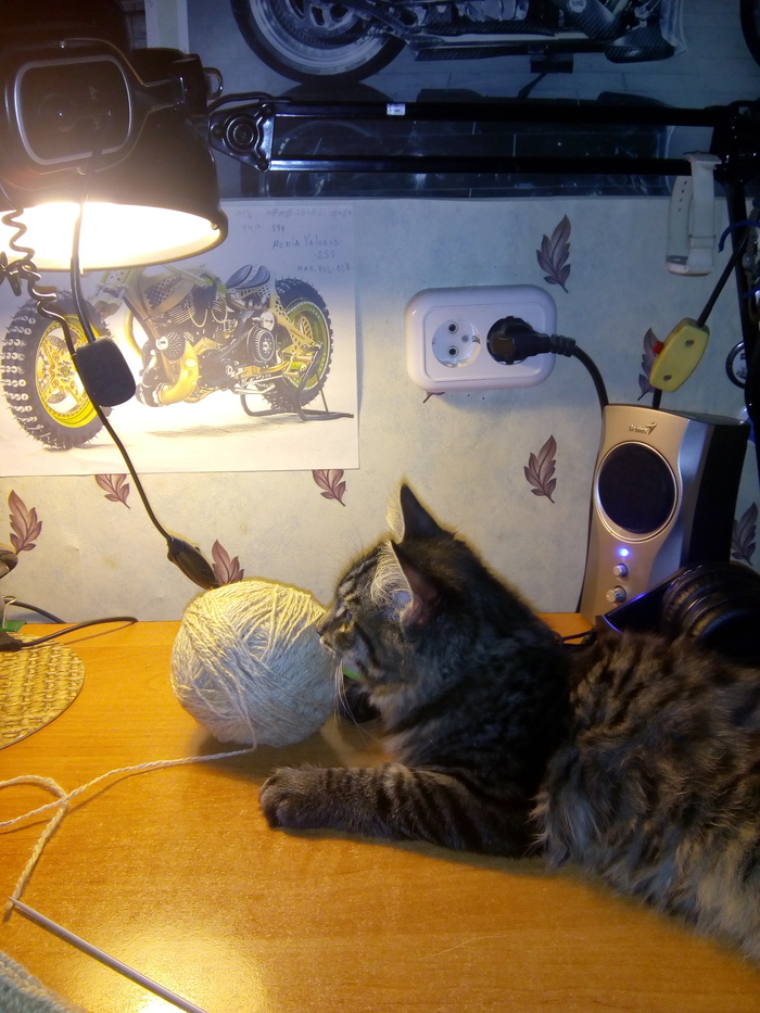 Cat with lamp - cat, The photo, Cat with lamp, Milota