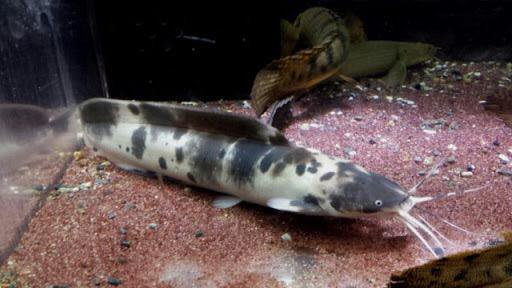 I don’t recognize in makeup)) who will help identify the catfish? - Aquarium fish, Catfish