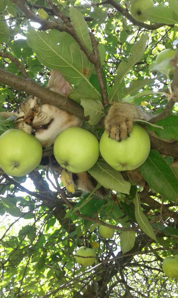 Кот в яблоках Кот, Сон, Фотография, Длиннопост