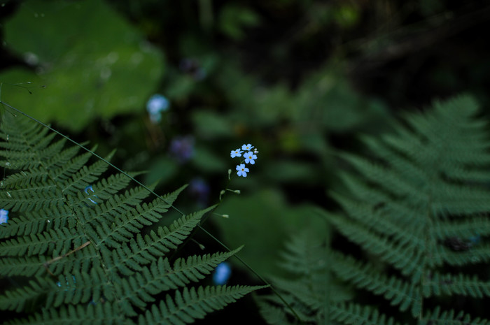 Flowers in the forest. Part 2. - My, Beginning photographer, The photo, Flowers, Nikon d3200, Longpost