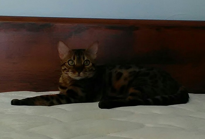 Pregnant. - My, cat, In the position, Pregnancy, Gorgeous, bengal, Bengal cat, Queen, Catomafia