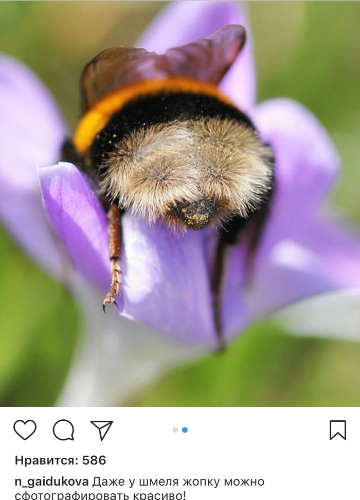 bumblebee ass - The photo, Instagram, Booty, Milota