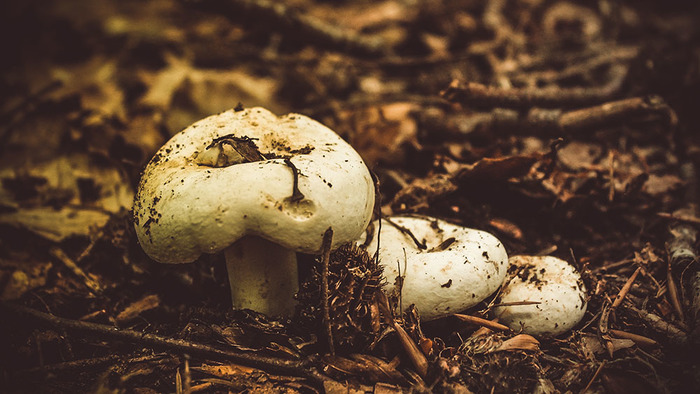 Mushrooms - My, Mushrooms, The mountains, Caucasus, Republic of Adygea, Forest, The photo, Longpost