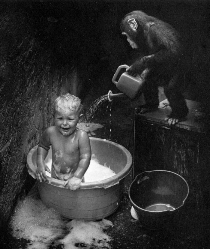 Heat - Old photo, Children, Chimpanzee