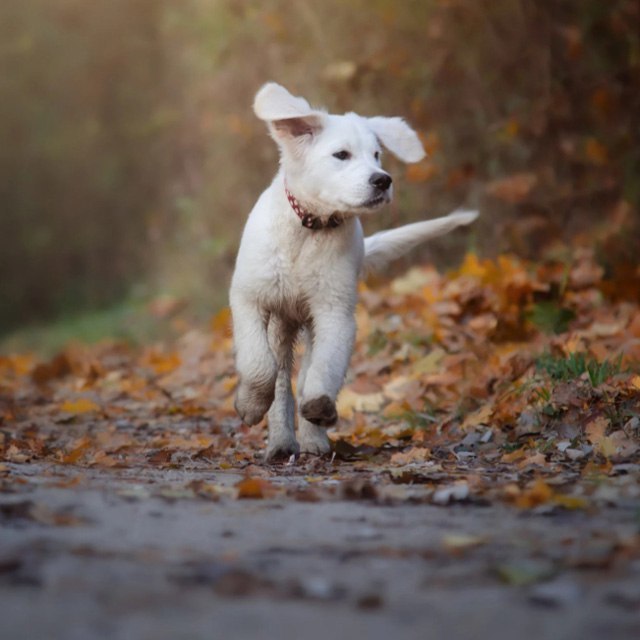 Pobegushkin! - Puppies, Dog, Runs, Walk, Animals, Milota