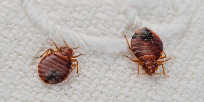 Furniture bugs - My, Bedbugs, , 