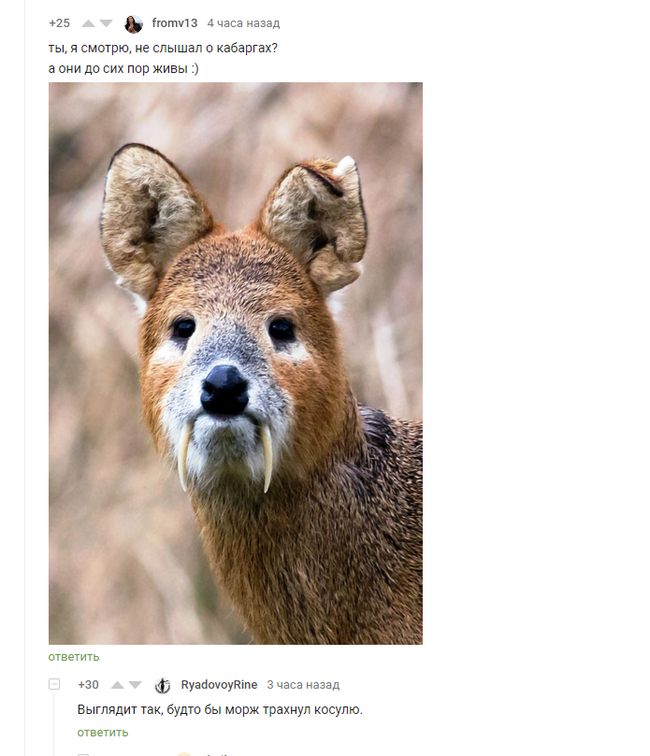 Interesting pedigree. - Comments on Peekaboo, Picture with text, Humor, Musk deer