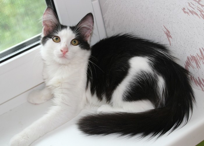 Fluffy white and black kitten looking for a home - No rating, Animals, cat, Homeless animals, In good hands, Samara