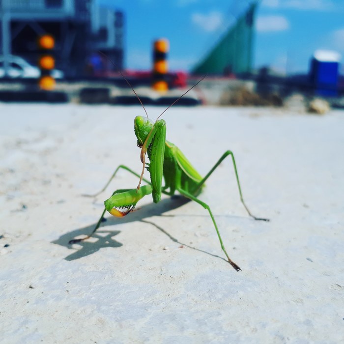 On a smoke break I found this miracle) - My, Insects, The photo, Mantis