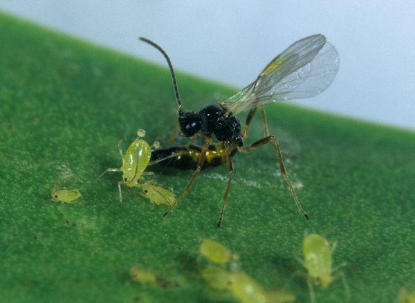 Riders. - Insects, Parasites, Longpost, The photo