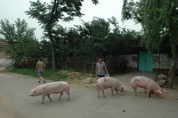 Pig tattoo - Pig, Farm, Tattoo, Longpost