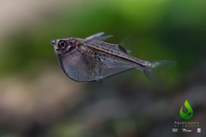 Carnegiella strigata