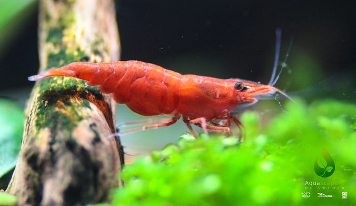 Sakura red shrimp