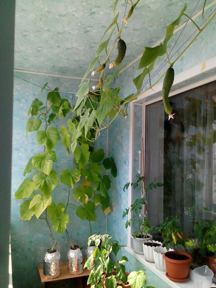 Как растут огурцы на балконе фото
