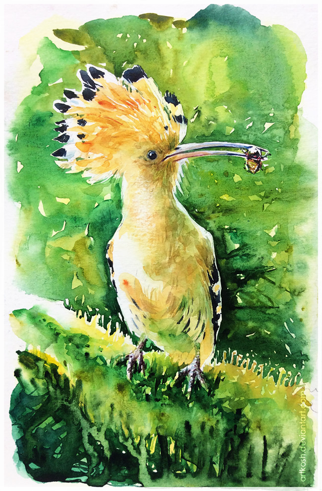 motley rag - My, Hoopoe, Watercolor, Drawing, Artkosh, Creation, Birds, Animalistics