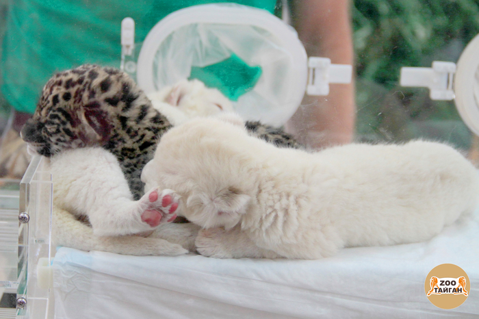 Kindergarten in Taigan Lion Park. - a lion, Longpost, Big cats, Cat family, Animals, Taigan Lions Park, Jaguar, Young