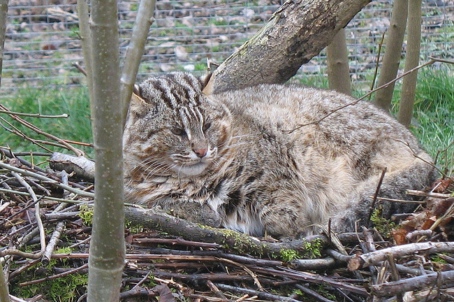 Forest Cat, New Dinosaur and Mysterious Slime Mold - My, cat, Forest cat, Dinosaurs, Slime molds