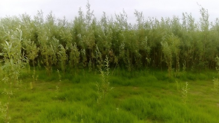 Вышел прогуляться Природа, Мой край, НАО, Трава, Фотография, Длиннопост