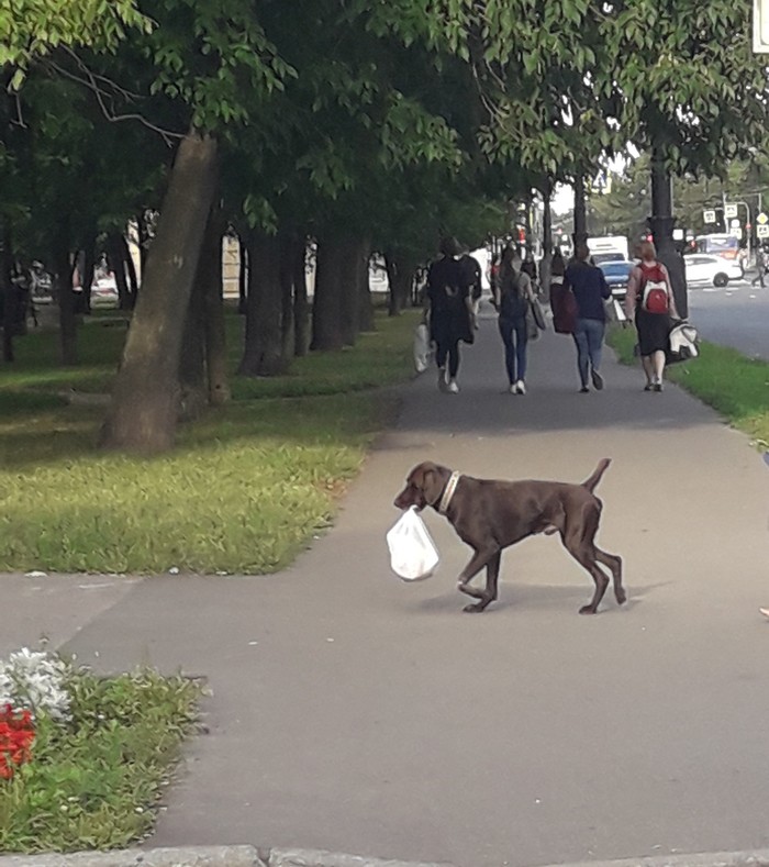 Когда знаешь чему действительно нужно учить собаку - Моё, Моё, Собака, Дрессировка