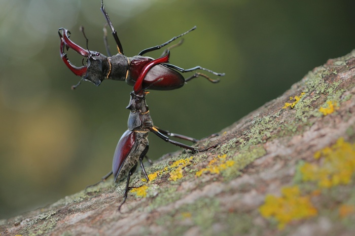 Deer Battle - Lucanus cervus, Жуки, Insects