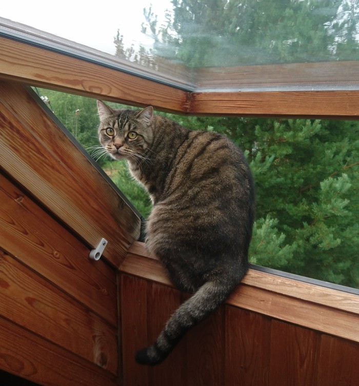 What, you can't breathe fresh air anymore? - My, cat, Dacha, Attic, Window, Need fresh air, Rain