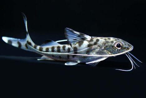 handsome man with mustache - Aquarium, Aquarium fish, Catfish