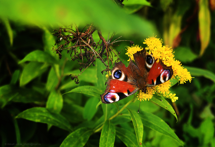 daytime peacock eye - My, Butterfly, Insects, Peacock's Eye, , The photo, Flowers, Nature, beauty of nature