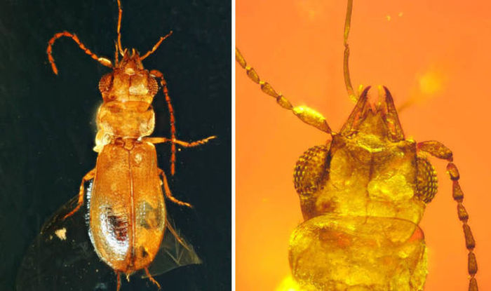 Pollinator beetle 99 million years old found in piece of amber from Myanmar - Paleontology, Amber, Жуки