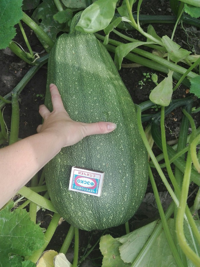 ��� ��� ������.