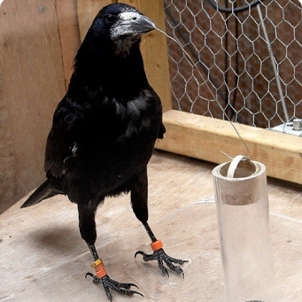 Серая ворона vs наши предки - Ворона, Серая ворона, Crow, Corvus cornix, Птицы, Охота серой вороны, Ворона охотится, Интересное, Видео, Гифка, Длиннопост