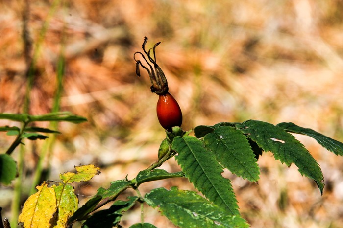 Мир под ногами Длиннопост, Дзержинск, Фотография, Canon 1300d, Природа
