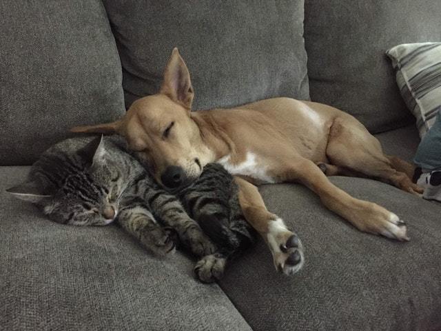 Я беспокоился о том, что моей собаке было одиноко, пока меня не было дома ... как же я ошибался