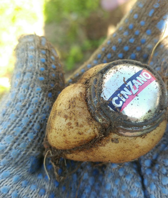 Картошка проросла в мюзле