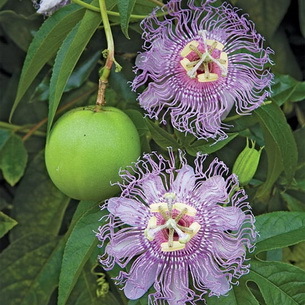 Passiflora, she is a passion flower, she is also a granadilla, you can just passion fruit - Passionflower, , Passion fruit, , Longpost