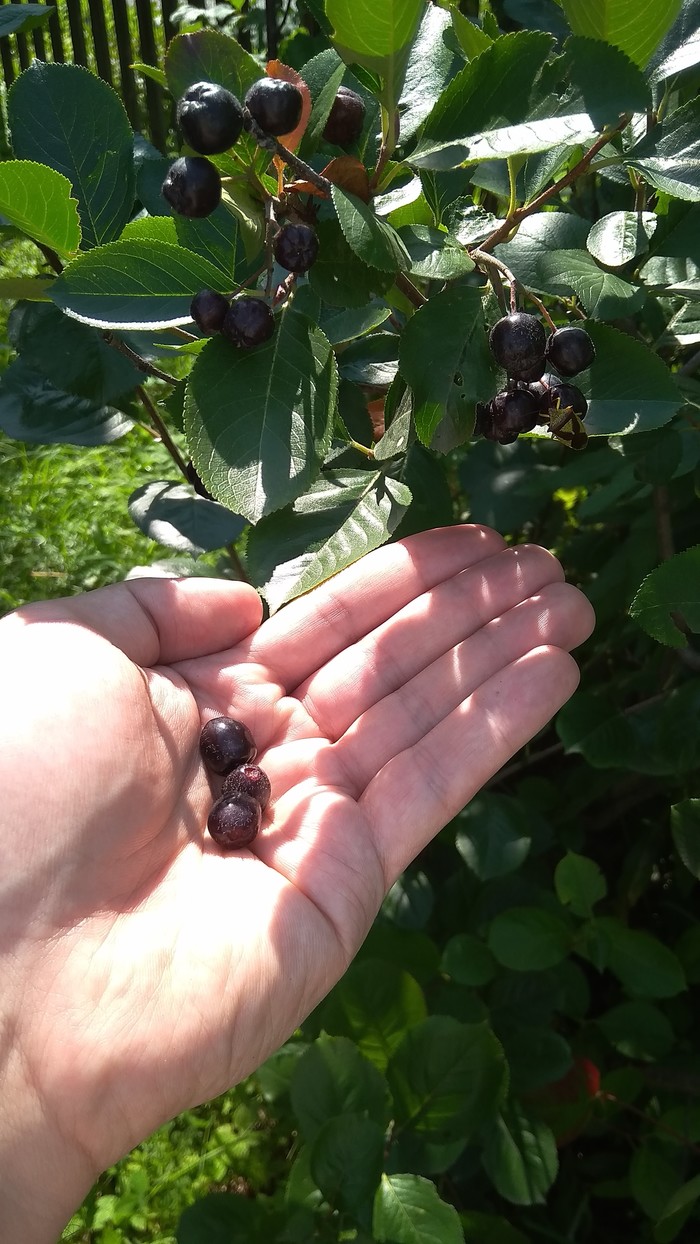 Tell me, what is this berry? - My, Berries, Question