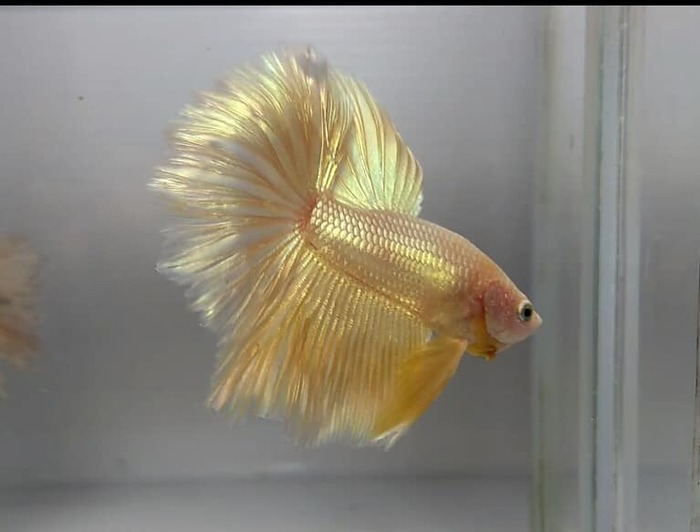 Золотая рыбка)) (халф мун петушок)