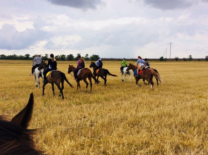 A little about horseback riding - My, Horseback riding, Horses, Longpost