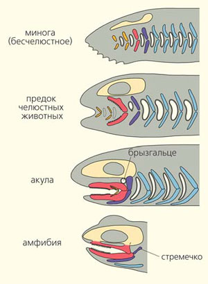 How did gill slits originate? - The science, Paleontology, Evolution, Gills, Animals, Zoology, Copy-paste, Elementy ru, Longpost