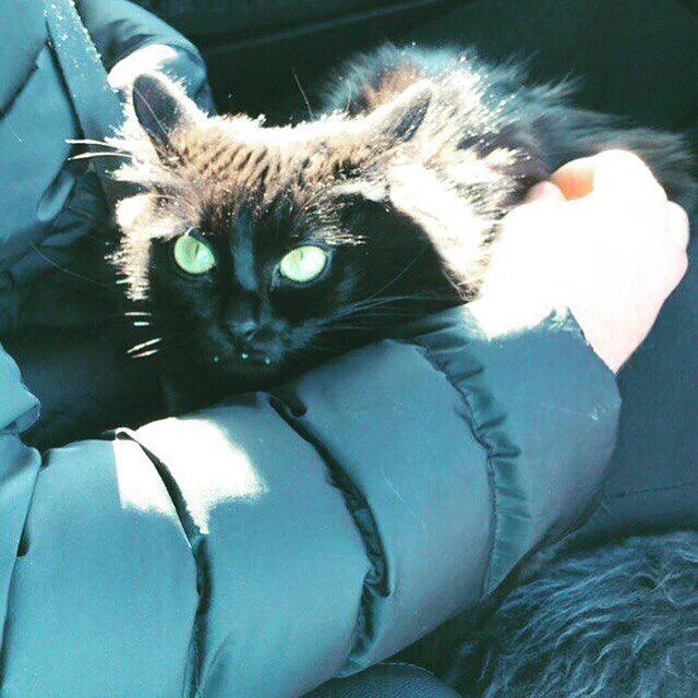 That look when they take you to the vet - My, cat, The photo