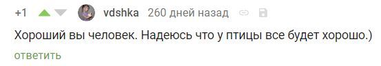 Как я лечил голубя. - Моё, Птицы, Голубь, Домашние животные, Видео