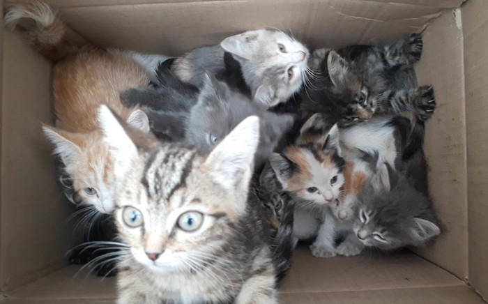 Help identify kittens. - My, Kazakhstan, Almaty, Kittens