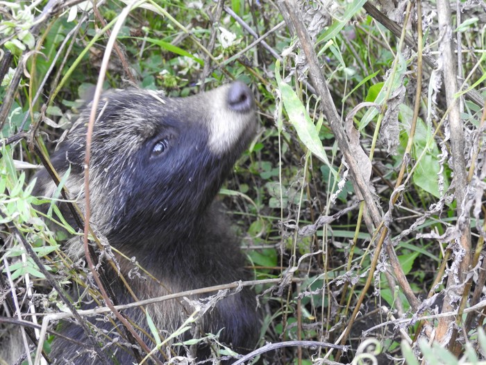 Nature of the Kurgan region - My, Nature, Animals, Kurgan region, Work, Longpost, The photo