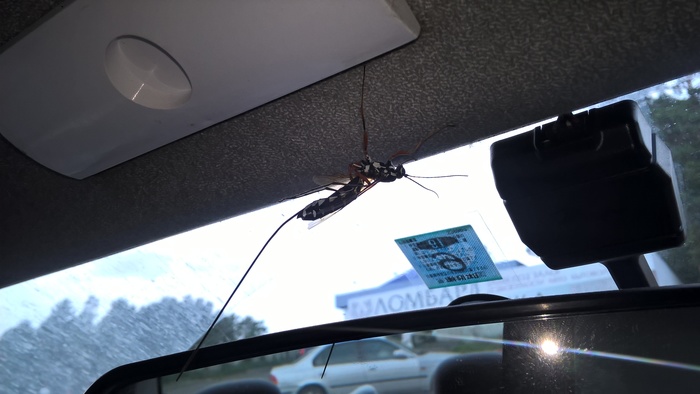 Что ты такое?