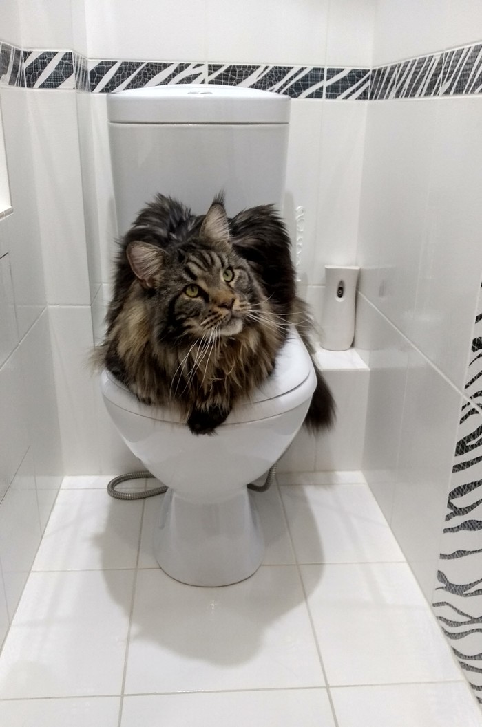 toilet overlord - My, Maine Coon, Catomafia, On the throne, cat