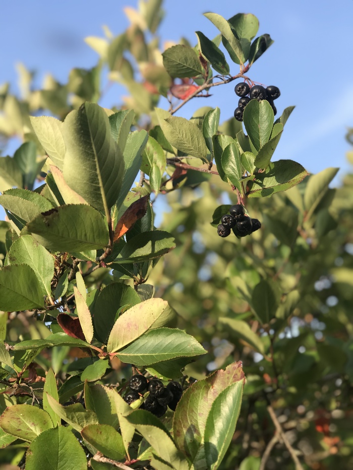 Pervoseptember - My, Rowan, Iphone 7 plus, Smolensk